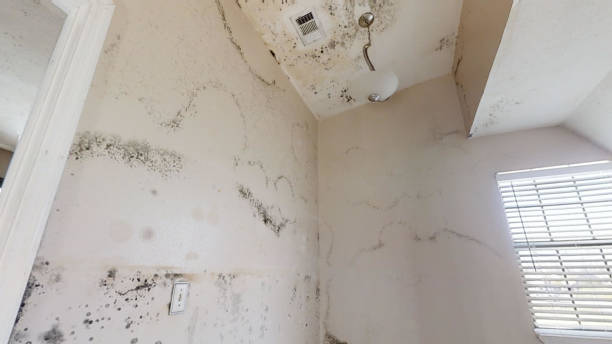 Best Basement Mold Removal  in Winnemucca, NV