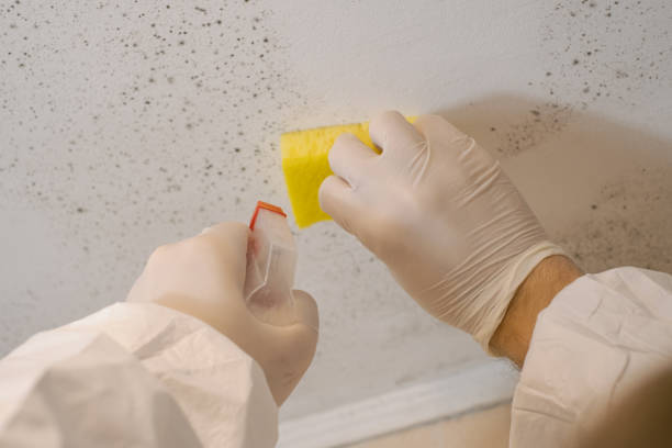 Reliable Winnemucca, NV Mold Removal Solutions